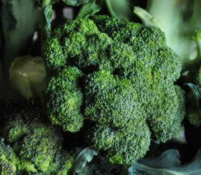 Broccoli