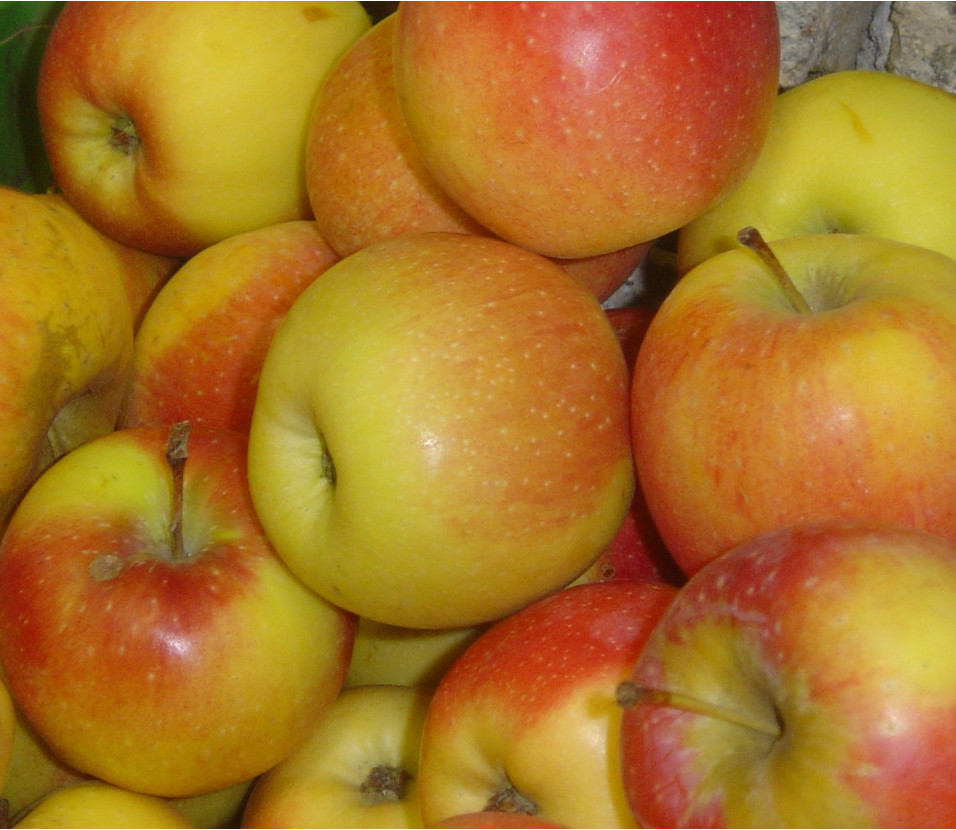 Pommes Florina Pommes Florina