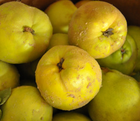 Quitten