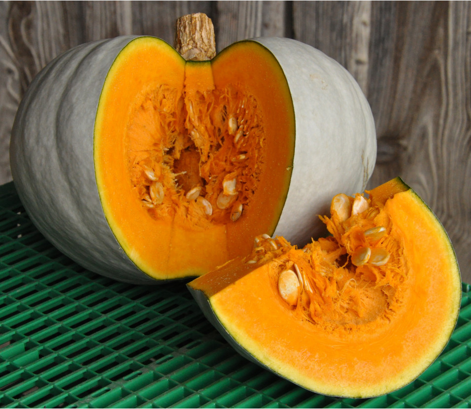 Courge Bleue de Hongrie Courge Bleue de Hongrie