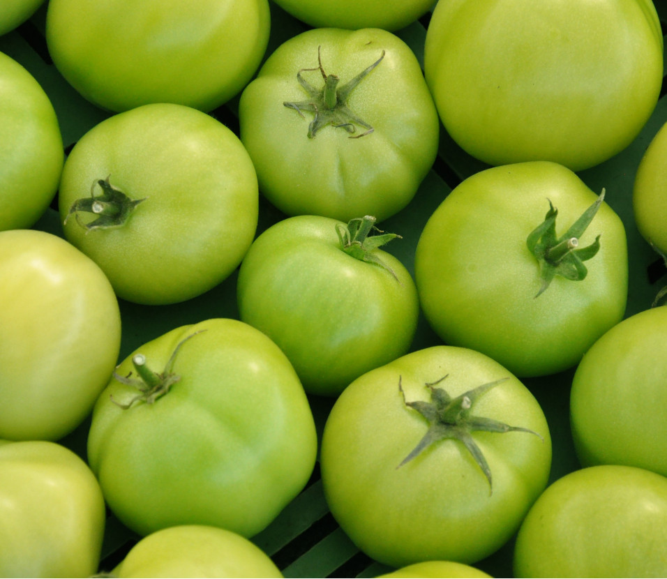 tomates vertes