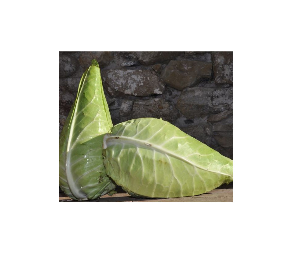 Filderkraut