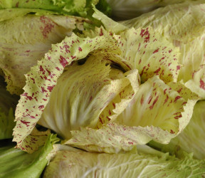 Chicorée Castelfranco