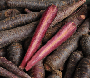 Carottes noires