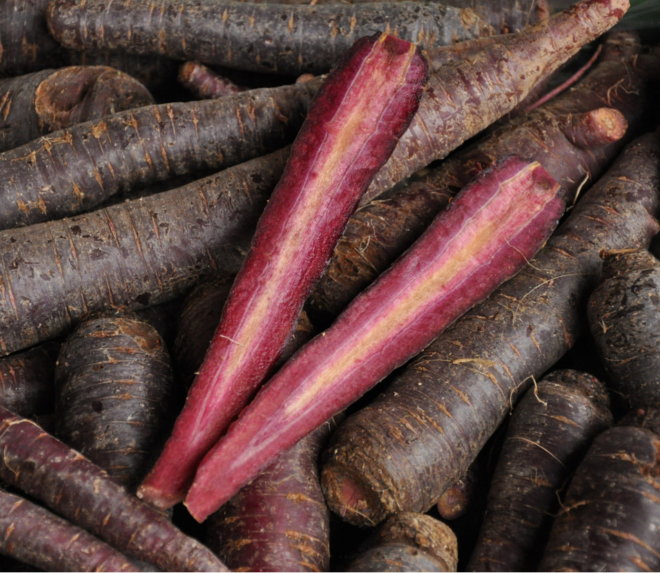 Carottes noires Carottes noires