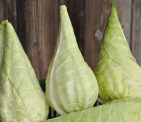 Chou Filderkraut