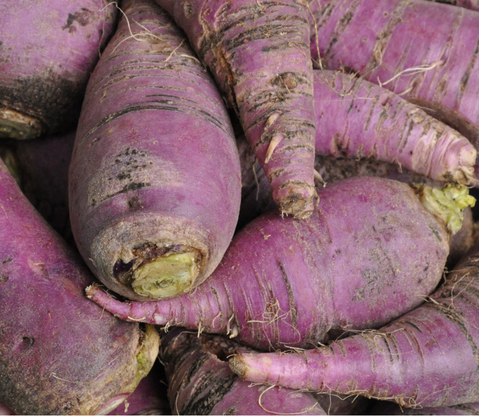 Radis violet d'hiver