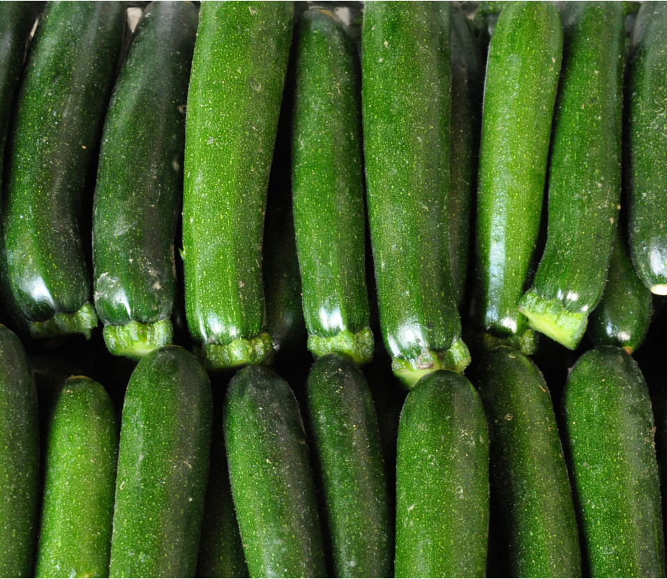 Zucchetti gr