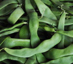 Haricots coco verts