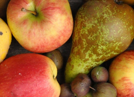 Fruits